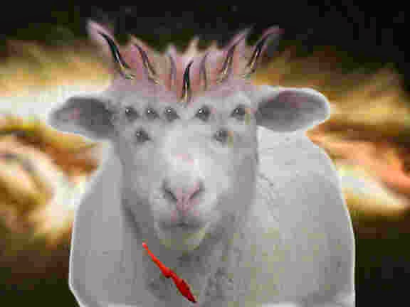Lamb Revelation