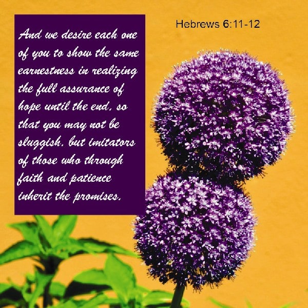 Hebrews 6:11