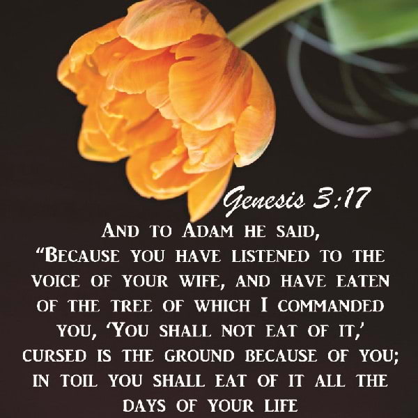Genesis 3:17